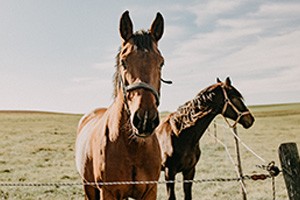 Colorado Luxury Horse Properties for Sale